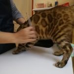 Bengal cat brush out after shower
