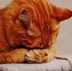 cat feel shy after shower on towel