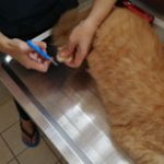 cut cat behind leg nail by nail clipper