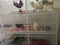 family cage size