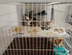 cat with his family inside boarding room