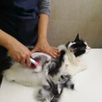 cutting cat hair for lion cut