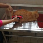 cutting cat private part hair