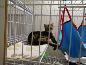 boarding bengal cat rest enjoy on bed