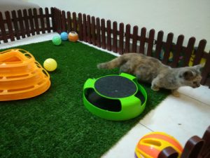 kitten play on playground in hotel kucing